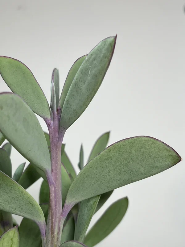 Senecio Crassissimus – Lavender Steps Propeller Plant