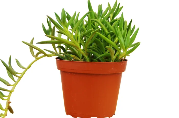 Senecio Succulent ‘Fish Hooks’