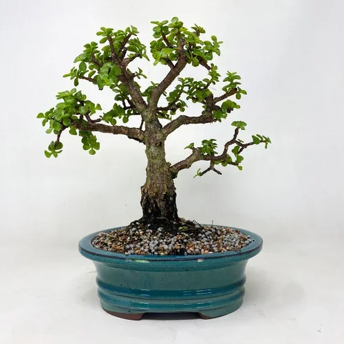 Shohin Cork Bark Jade In Japanese Glazed Ceramic Pot (TWEB823) FREE SHIPPING