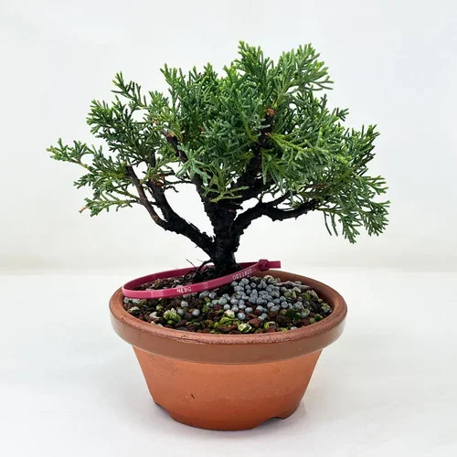 Shohin Shimpaku Juniper In Tokoname Grow Pot (No. 11825)
