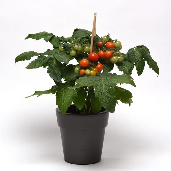 Siam Tomato