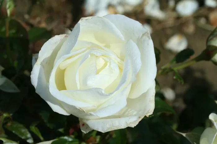 SILVER ANNIVERSARY pure white- Premium Rose Bush 3L