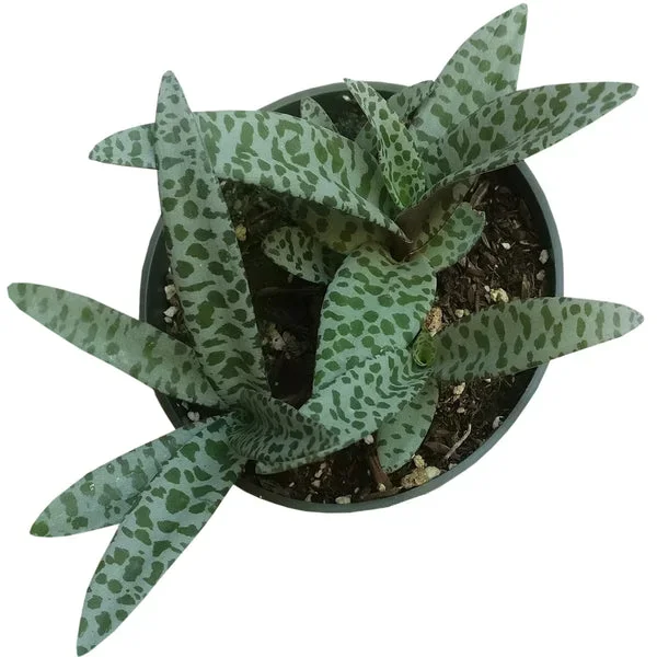 Silver Squill Scilla Violacea Succulent Plant