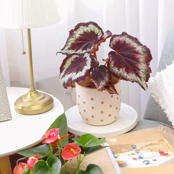 Silver Swirl Rex Begonia