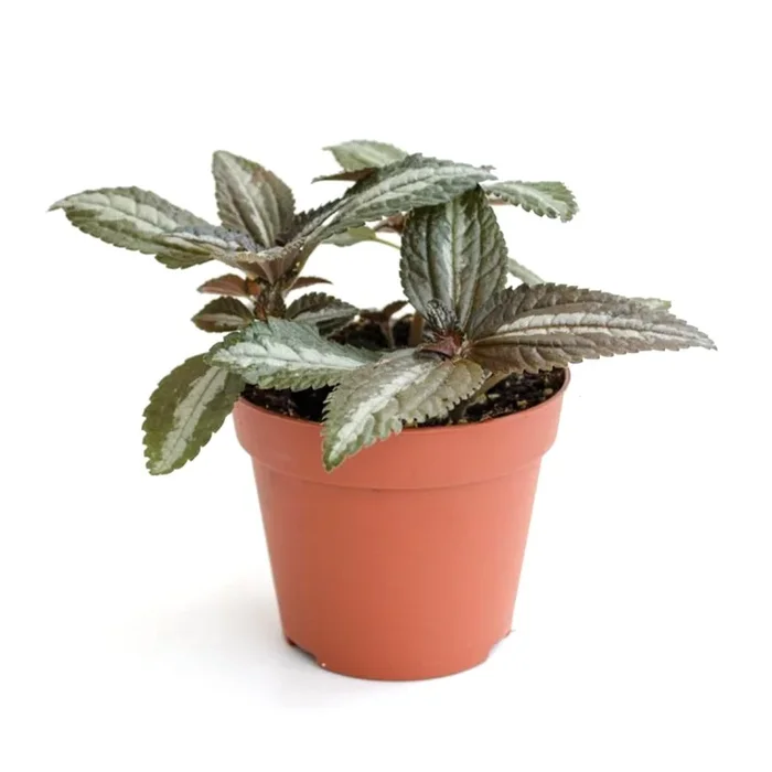 Silver Tree Friendship Plant – Live Plants in 3 Inch Growers Pots – Pilea Spruceana – Beautiful Textured Indoor Houseplant