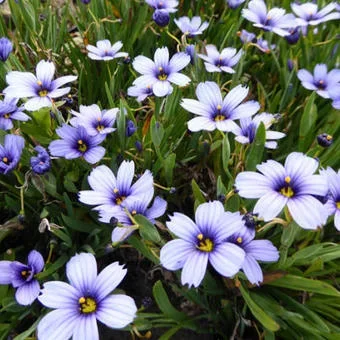 Sisyrinchium ‘Devon Skies’ 4″ Pot