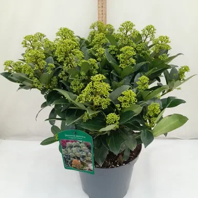 Skimmia Jap. Fragrant Cloud 5L