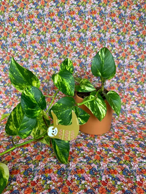 sloth plant pal