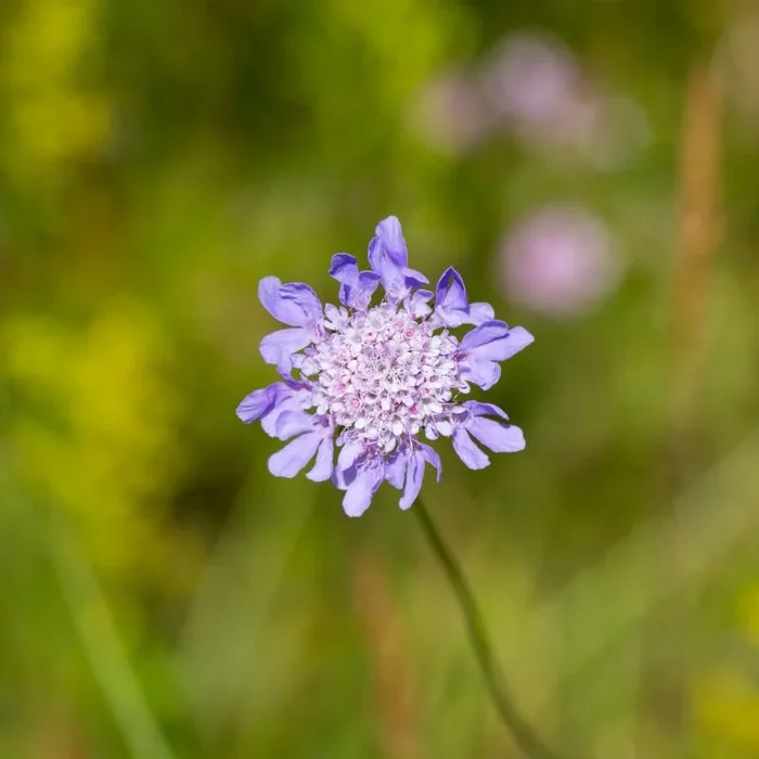 Small Scabious Plug Plants | Scabiosa columbaria