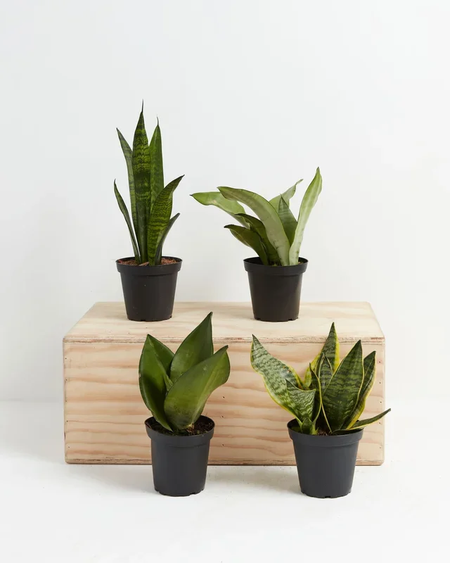 Snake Plant Collection