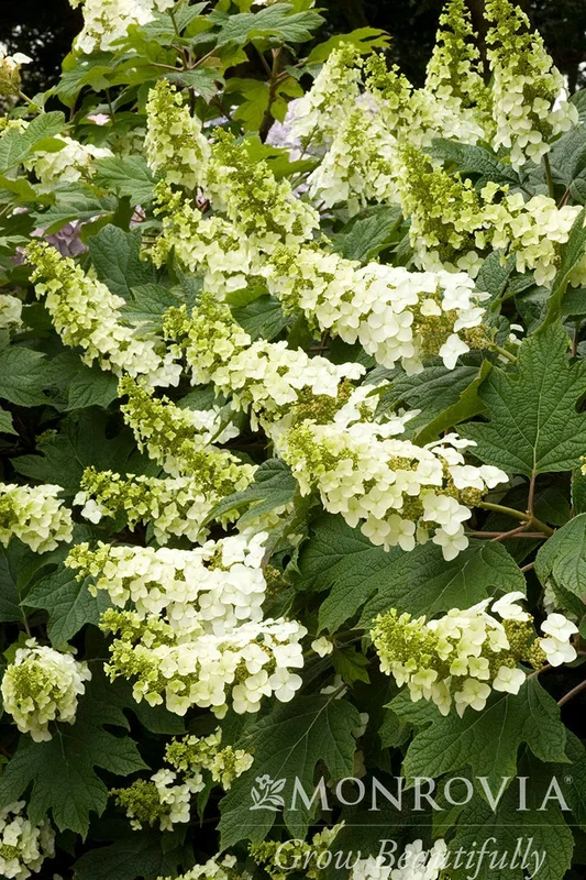 Snow Queen Oakleaf Hydrangea – Monrovia