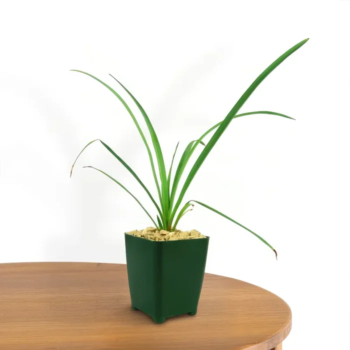 Soft Leaf Yucca – Yucca pendula