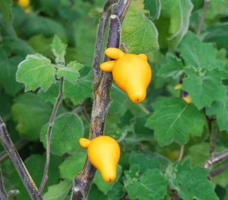 Solanum mammosum – Nipple Fruit Seeds