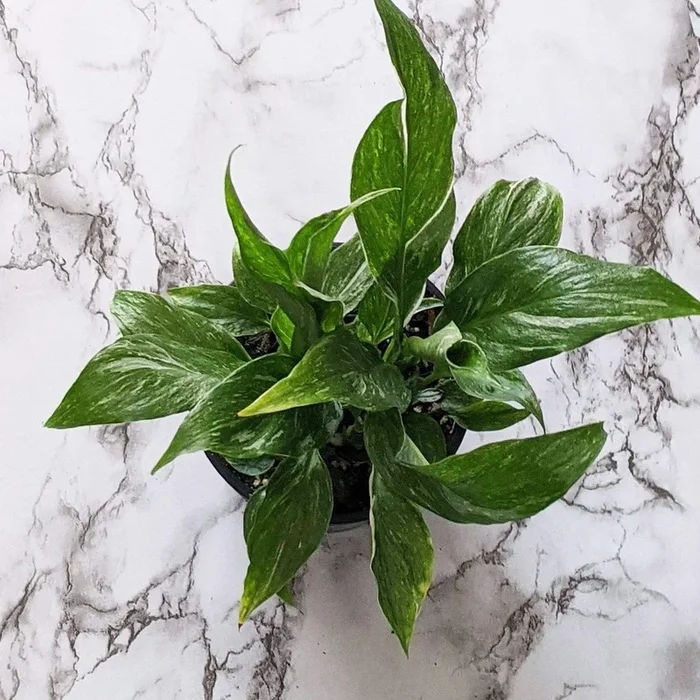 Spathiphyllum domino Variegated Peace Lily – 105mm