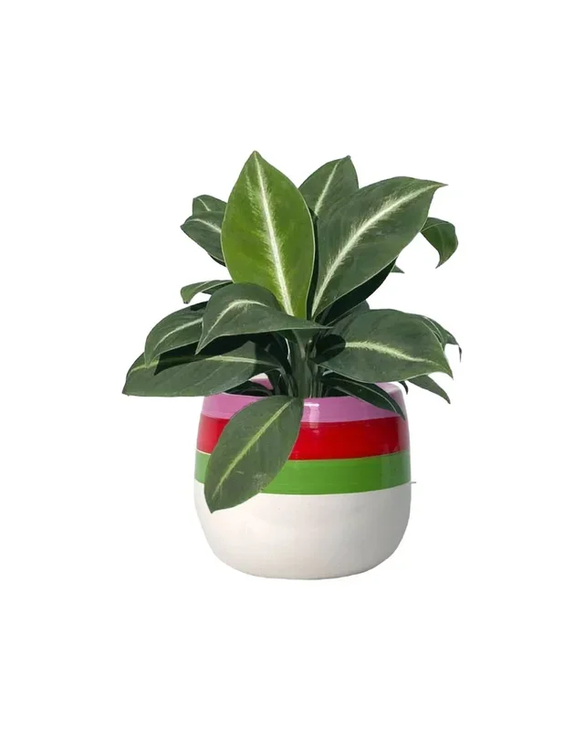 Spathiphyllum ‘White Stripe’