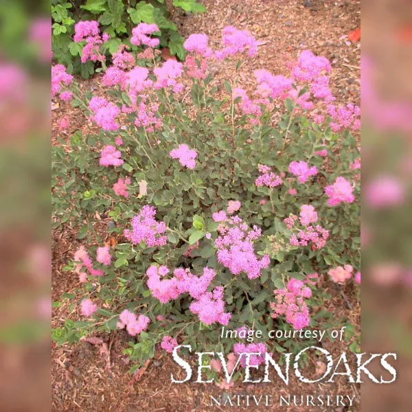 Spiraea densiflora 2gal Subalpine Spirea