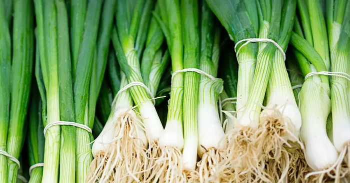 Spring Onion 4″ Pot