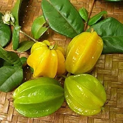 STAR CHERRY –Eugenia selloi–