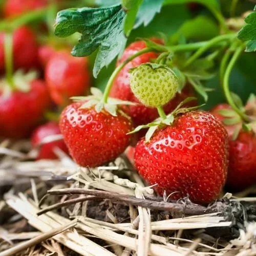 Strawberry 7″ Pot (Hanging Basket)
