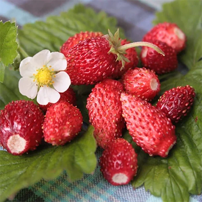 Strawberry ‘Alpine Red’ 4″ Pot