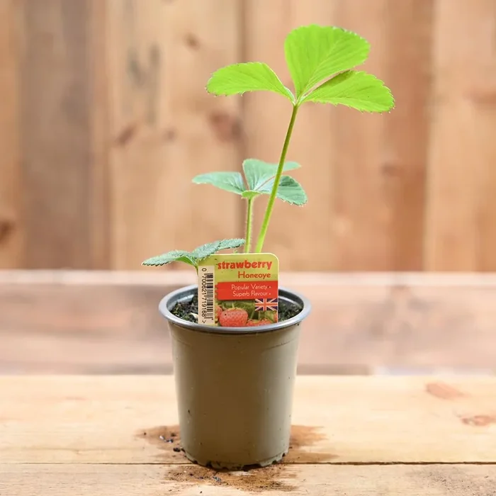 Strawberry Honeoye – Fragaria Ananassa 9 cm Pot