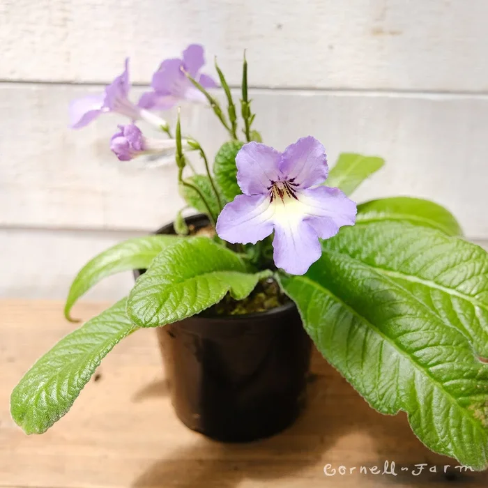 Streptocarpus 4in Blue Cape Primrose