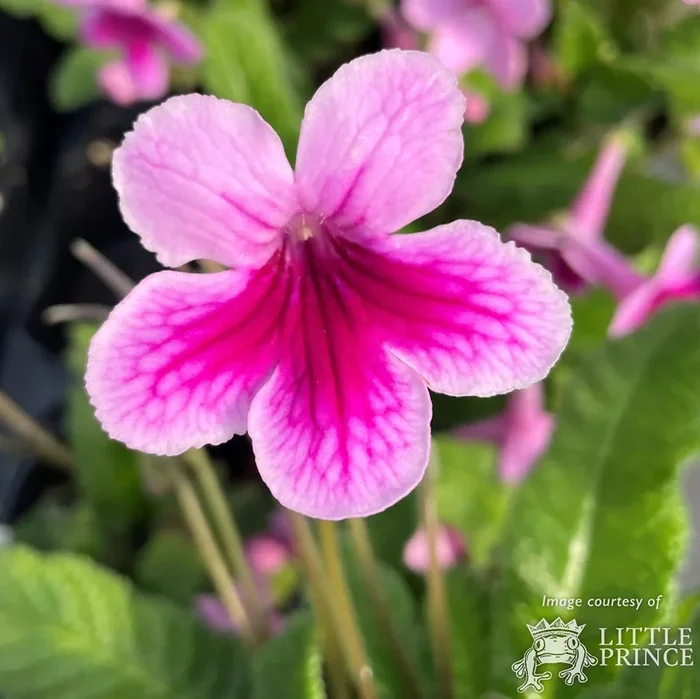 Streptocarpus 4in Caitlin