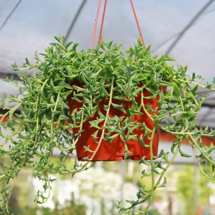 String of Dolphins ‘Senecio peregrinus’