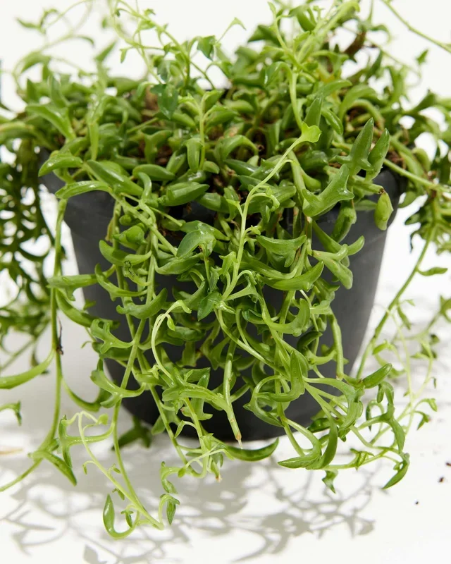 String of Dolphins