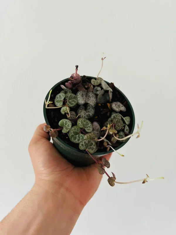 String of Hearts – Ceropegia Woodii ‘Rosy Red’ – 4″ Pot