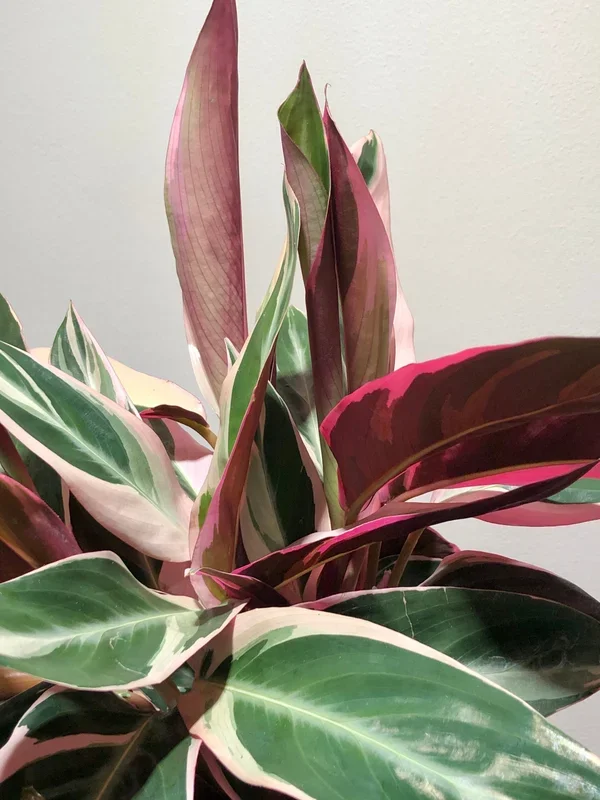 Stromanthe sanguinea ‘Triostar’