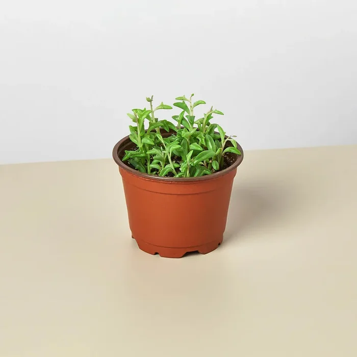 Succulent ‘String of Dolphins’
