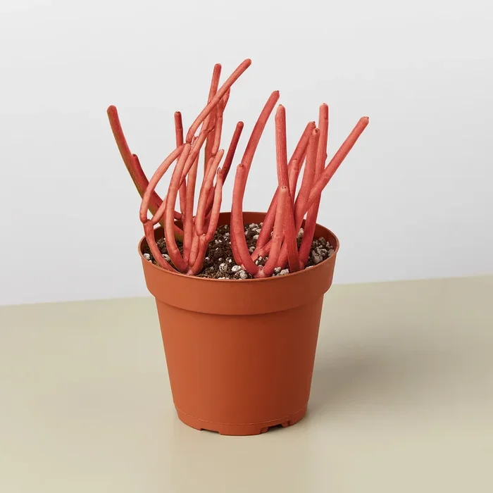 Succulent Euphorbia Tirucalli ‘Fire Sticks’