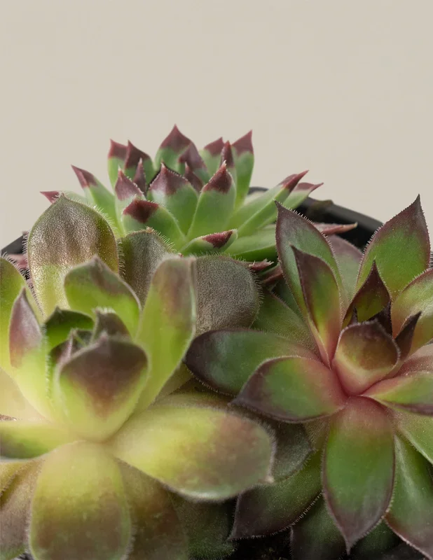 Succulent Mix
