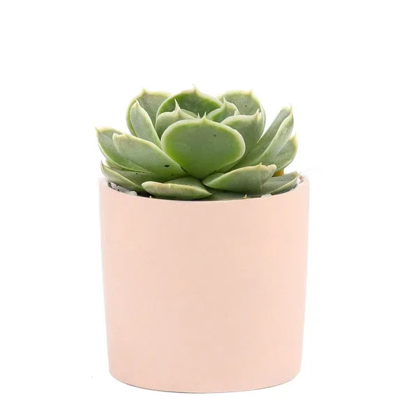 Succulent with Small Modern Cylinder Pot