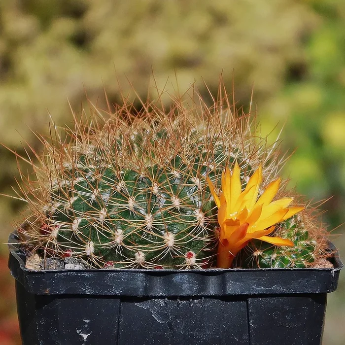 Sulcorebutia menesesii