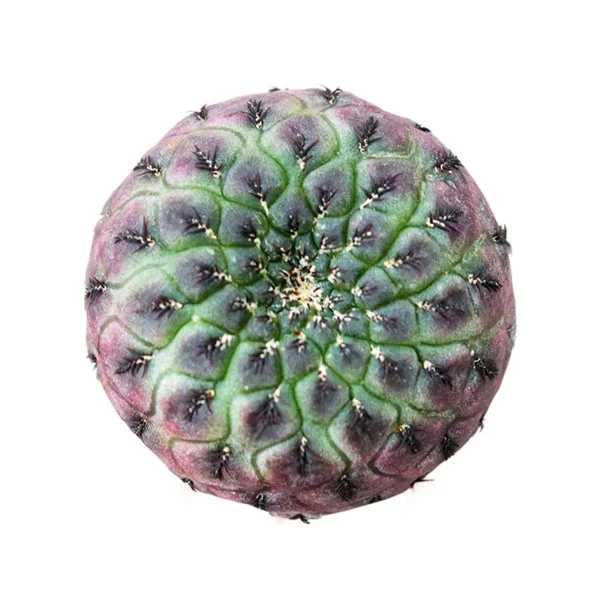 Sulcorebutia Rauschii Purple Cactus