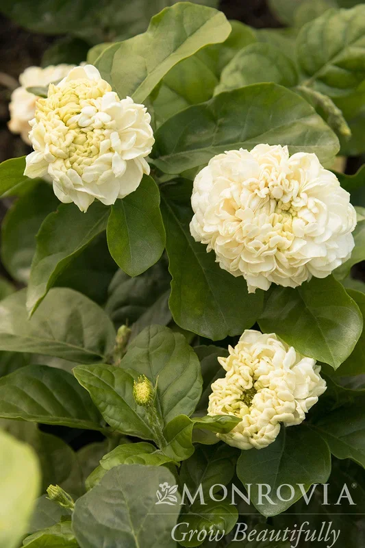 Summer Soul® Arabian Jasmine – Monrovia
