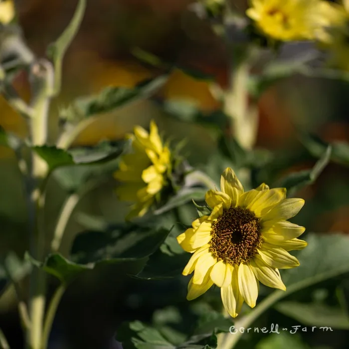 Sunflower Gallons 1gal