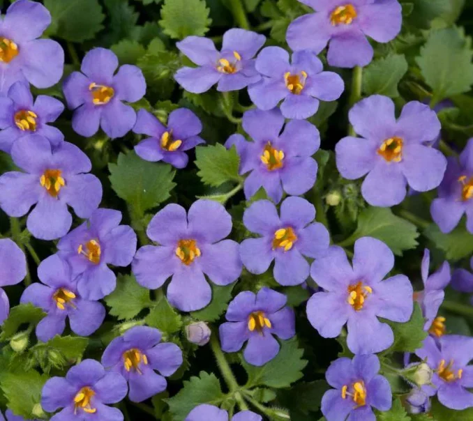 Sutera cordata ‘Scopia Gulliver Blue’