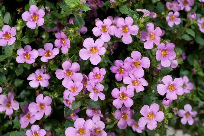 Sutera Everest ‘Rose’