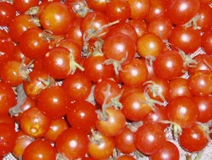 Sweet 100 Tomato