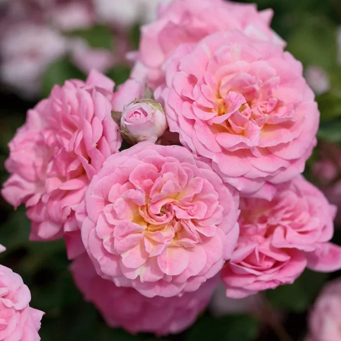 Sweet Drift® Roses for Sale | FastGrowingTrees.com