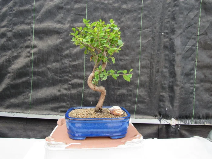 Sweet Plum Bonsai Tree – Large Curved Trunk Style