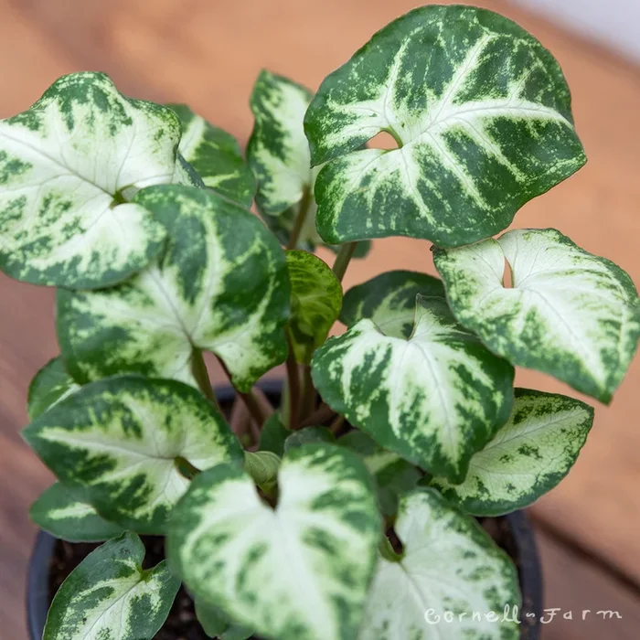 Syngonium podophyllum 4in Glo Go