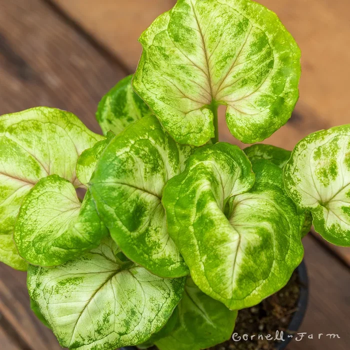 Syngonium podophyllum 4in Kiwi