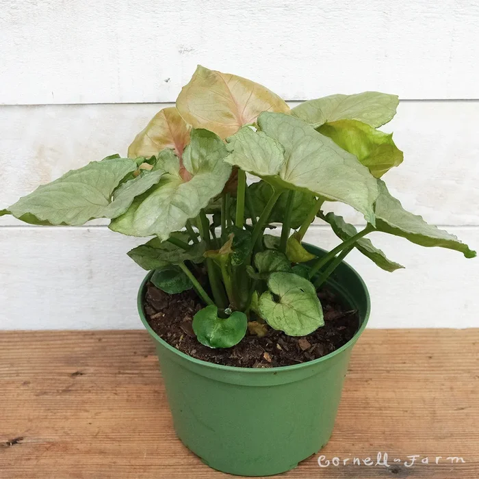Syngonium podophyllum 6in Arrowhead Plant