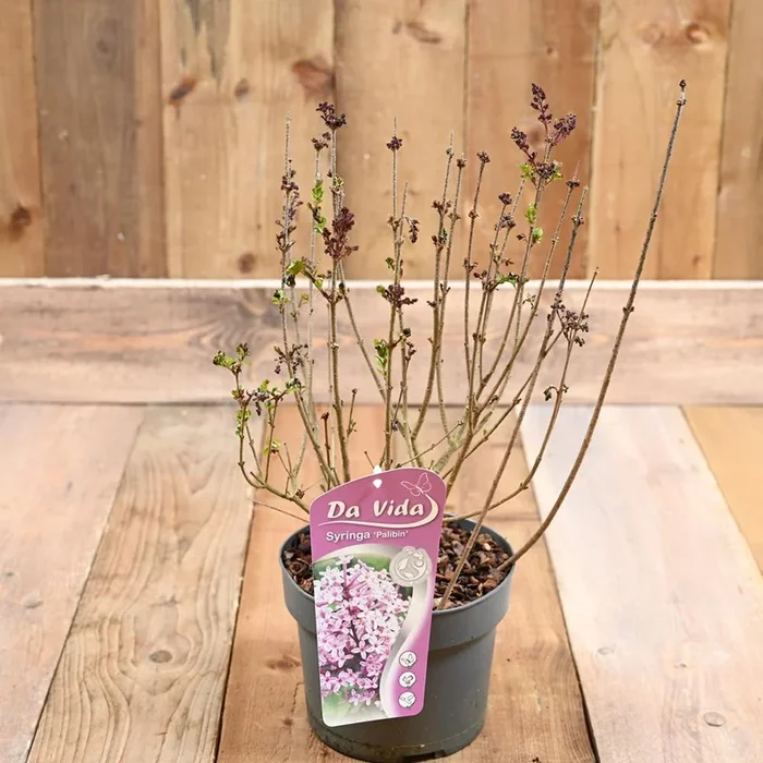 Syringa Meyeri Palabin 3L