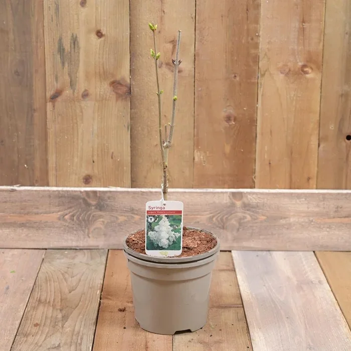 Syringa Mme Lemoine 3L