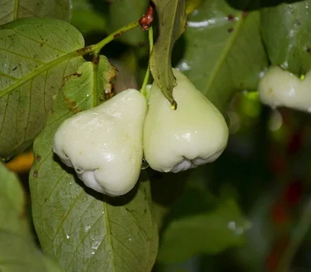 Syzygium samarangense – White Wax Jambu